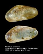 Arcuatula capensis